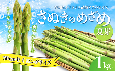 さぬきのめざめ アスパラ 夏芽30cm さぬきのめざめ【1kg セミロング】