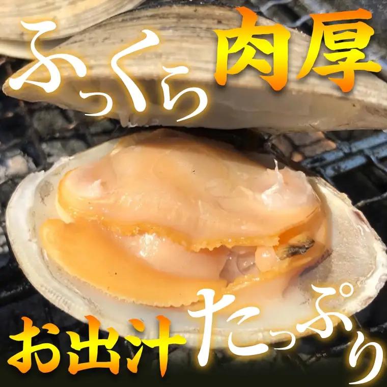 漁師直送！活ホンビノス貝2.5kg（3Lサイズ）
