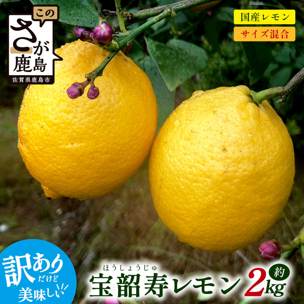 【ふるさと納税】★4.5【訳あり】希少品種◆宝韶寿レモン 約2kg（サイズ混合）【5月中旬より順次発送予定】ノーワックス 柑橘 檸檬 ご自宅用 お菓子 料理 ドリンク 飲み物 お酒 希少品種 安心安全 佐賀県鹿島市 人気 送料無料 B-127