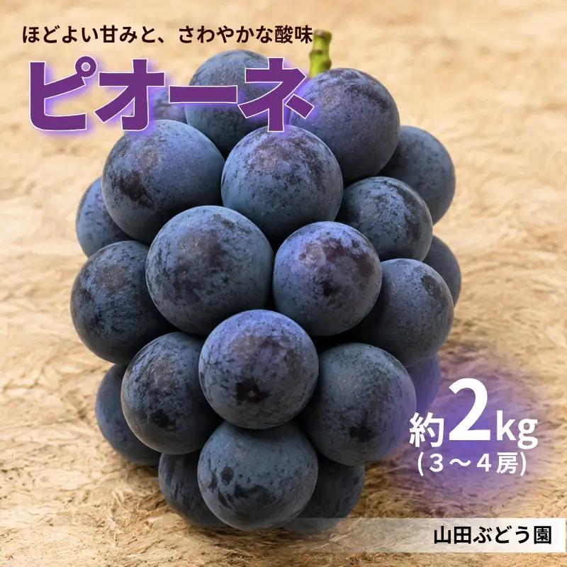 ピオーネ 約2kg 3～4房 岡山県新見市 山田ぶどう園 【先行予約 2026年9月上旬から順次発送】