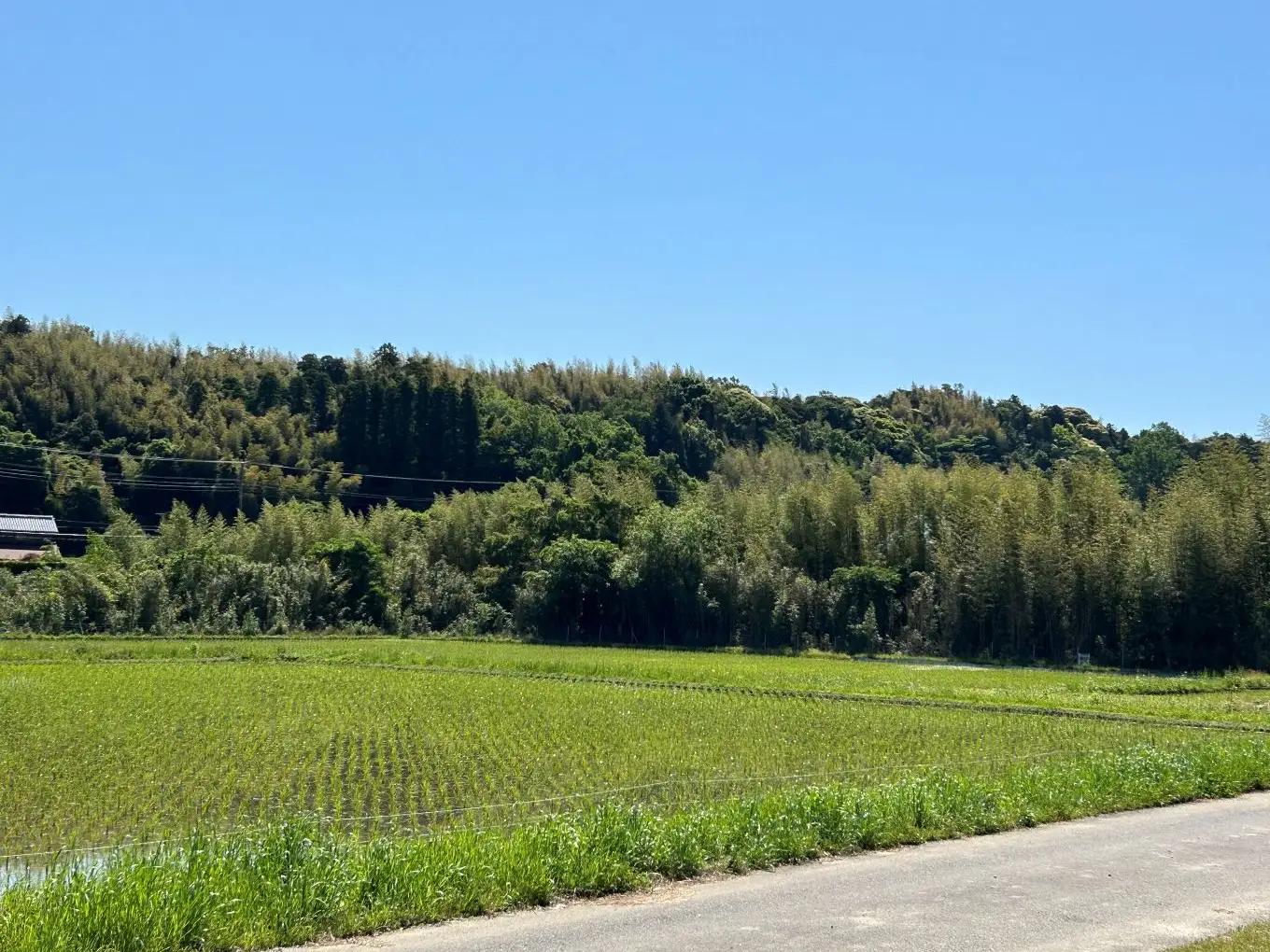 【定期便3回】令和8年産 ミルキークィーン 無洗米 10kg | あかかげ農園 君津市小山野産