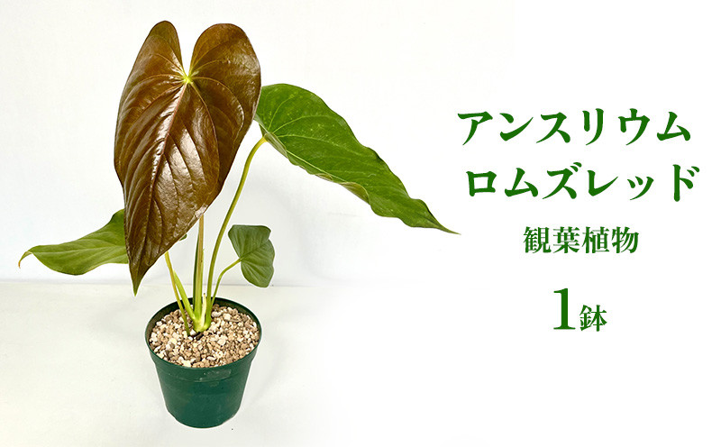 
                  アンスリウム ロムズレッド 観葉植物 観葉植物 熱帯植物 室内植物 鉢植え カラーリーフ 観賞用 空気清浄 色彩 ガーデニング お気に入り シンボルプラント 美しい葉脈 おすすめ グリーンインテリア 沖縄県 特別な くつろぎ 人気 直送 送料無料
                