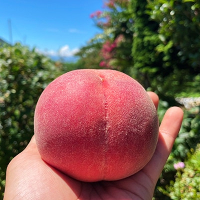 【発送月固定定期便】【訳アリ】山梨の桃とシャインマスカット全2回【配送不可地域：離島・沖縄県】【4063712】