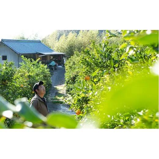 瀬戸内 石地みかん 約5kg(約50個前後) 【2026年12月以降発送】