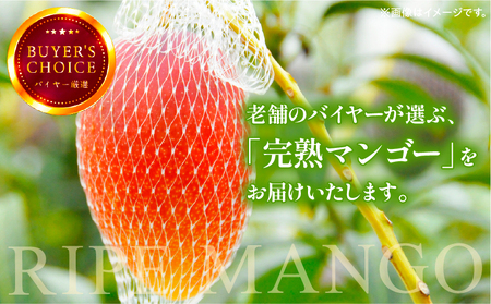 《2026年発送先行予約》【数量・期間限定】完熟マンゴー2L×1玉定期便　全4回 マンゴー 果物 定期便