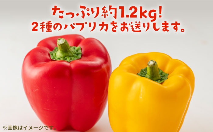 【肉厚＆ジューシー】五島のパプリカ 計8個 五島市/HPIファーム [PCP007]