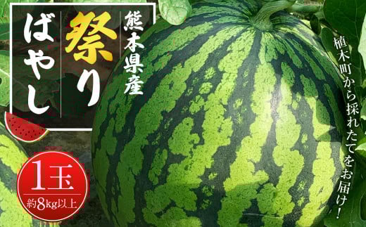 スイカ 祭りばやし 1玉 (8kg以上) 【2025年5月上旬発送予定】 すいか 西瓜 果物 くだもの フルーツ