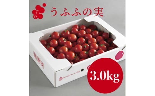 ＜産地直送＞トマト(約3.0kg) 箱 うふふの実 高糖度フルーツトマト　アイメック＜常温＞【1672592】