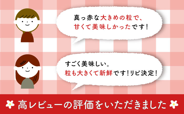 【五島特選！農家直送】ピチピチいちご 恋みのり 計540g （270g×2パック） いちご 五島市/野原農園 [PCM004]