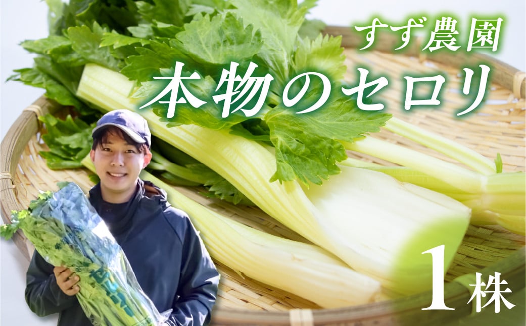 
            【先行予約】すず農園 すず農園 セロリ 1株 本物のセロリ 野菜 新鮮 農家直送 サラダ スープ セロリ 香味野菜 旬 愛知県 田原市 渥美半島 県内 1位
          