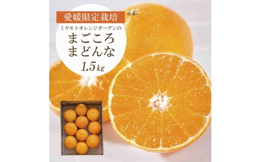 紅まどんなと同品種 愛媛果試28号 まごころまどんな 1.5kg＜C25-178＞【1606293】 YWTAP119