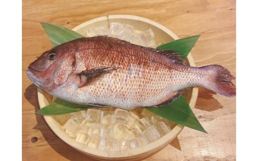 真鯛 干物 4袋 個包装 沼津市 静岡県