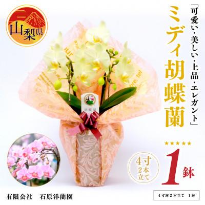 ふるさと納税 山梨県 ミディ胡蝶蘭　山梨県産　鉢サイズ4寸　2本立て　石原洋蘭園　ギフトや贈答品におすすめです。