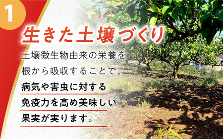 【自然の力を活かした栽培】温州みかん（早生） 5kg -2025年11月中旬より発送- 農事組合法人希望種（きぼうのたね）[ECQ003]  みかん ミカン 柑橘 温州みかん 果物 くだもの フルーツ