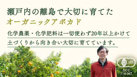 国産 オーガニックアボカド [ベーコン種] 1個　11〜12月発送 有機JAS認証 瀬戸内 大崎上島 有機 濃厚 アボカド