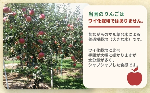 しなのスイート 家庭用 約5kg| 林檎 リンゴ アップル 果物 くだもの フルーツ 長野県産 信州林檎 信州りんご 信州 長野 千曲市