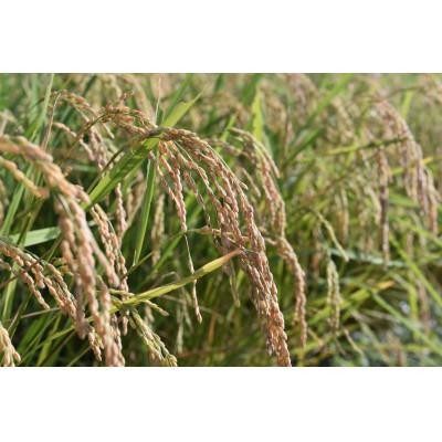 ふるさと納税 綾部市 手間暇かけて育てた美味しいお米  令和7年産コシヒカリ5kg【玄米】 |  | 03