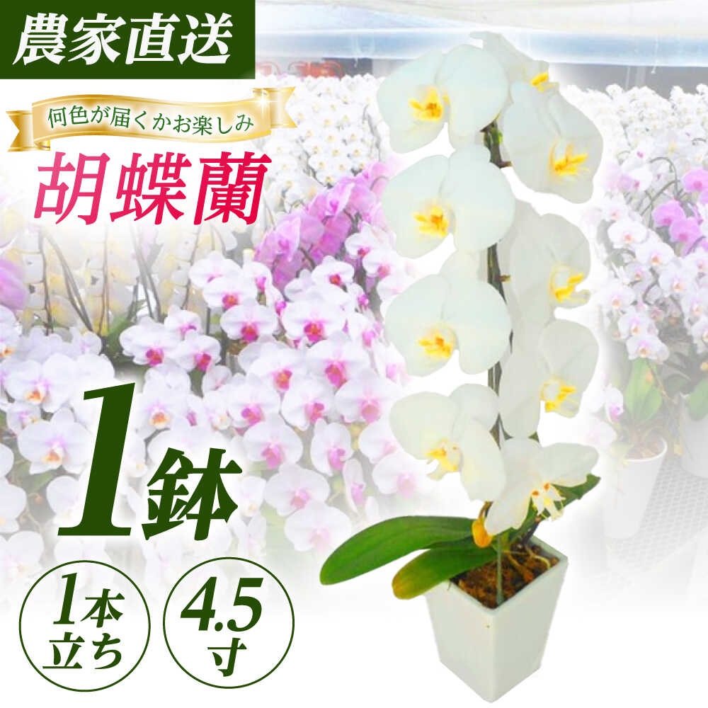 【ふるさと納税】【1本立ち4.5寸】生産農家直送！胡蝶蘭 1鉢【足柄金太郎洋蘭園】花 蘭 コチョウラン 産地直送 生花 鉢 鉢植え 洋蘭 お花 生花 [BDAB004]