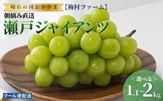 
                  【2026年発送 先行予約】＜選べる＞【梅村ファーム】朝摘み直送 瀬戸ジャイアンツ 1.1〜2kg【030-a018-sku】
                