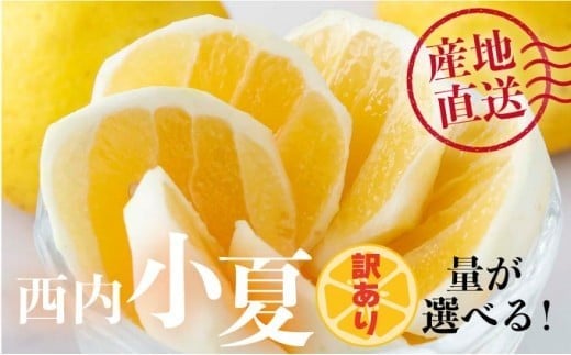 
                  量が選べる【先行予約】＜訳アリ＞西内小夏　3･5･10kg　N51 N42 N52
                