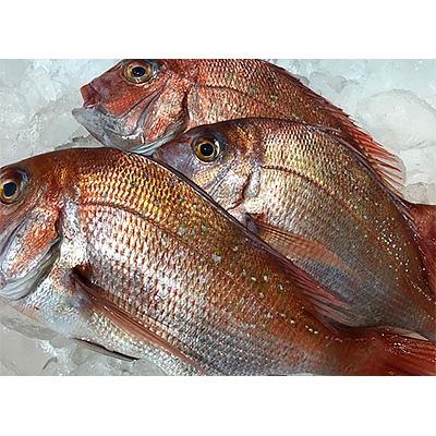 ふるさと納税 八幡浜市 竹中水産の「宇和海産-お刺身用天然真鯛」約2キロセット!(大、中、小混1枚〜3枚)【F22-262】 |  | 02