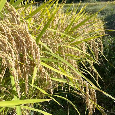 ふるさと納税 淡路市 【定期便】淡路島の棚田米 3kg×6回　精米 白米　ae01083 |  | 01