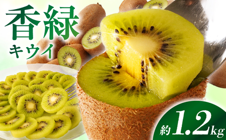 【先行受付】香川県オリジナルキウイフルーツ「香緑」約1.2kg（8-13玉）【香川県共通返礼品】 | キウイ フルーツ 果物 香川県 香緑 デザート サラダ ヨーグルト トッピング 国産 季節限定 青果物 旬 おすすめ |_mk006-067