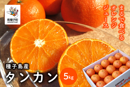 《 先行予約 》【2026年2月中旬〜3月中旬頃順次発送】種子島産タンカン約5kg （24玉～30玉）【南種子町果樹部会】