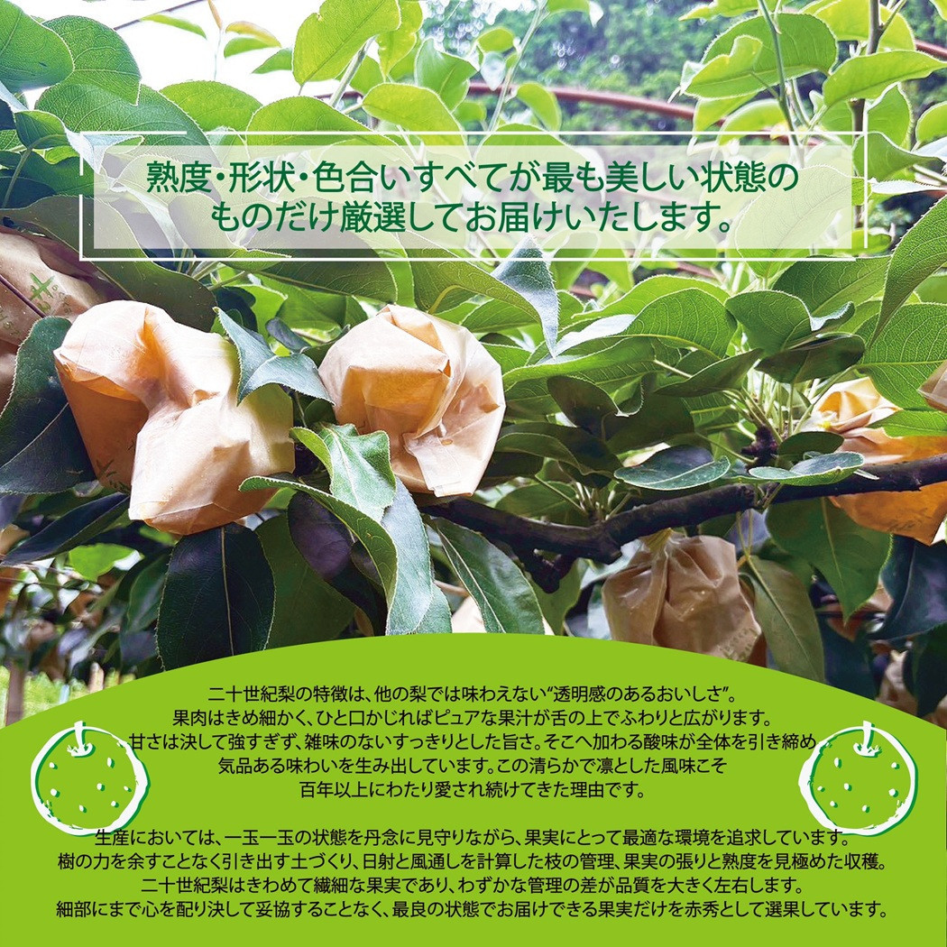 東商果樹園 二十世紀梨(赤秀)3kg 【鳥取県 境港市】