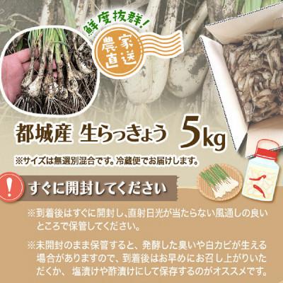 ふるさと納税 都城市 【先行受付】2026年5月下旬以降発送 宮崎県都城市産 土付きらっきょう 5kg |  | 03