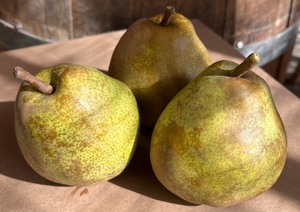 西洋梨（ラ・フランス）２ｋｇ　特秀品　0065-2407