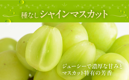 シャインマスカット 1.2kg 種なし 皮ごと ぶどう