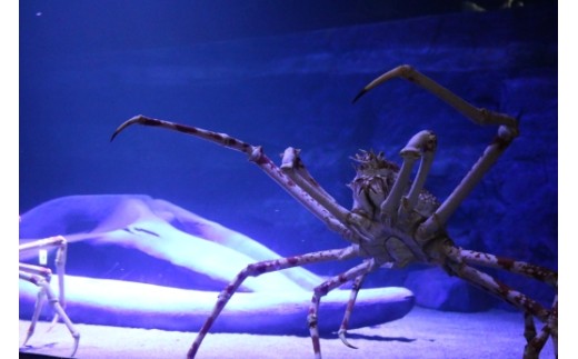【G0728】竹島水族館 タカアシガニにエサやり貸し切りバックヤードツアー