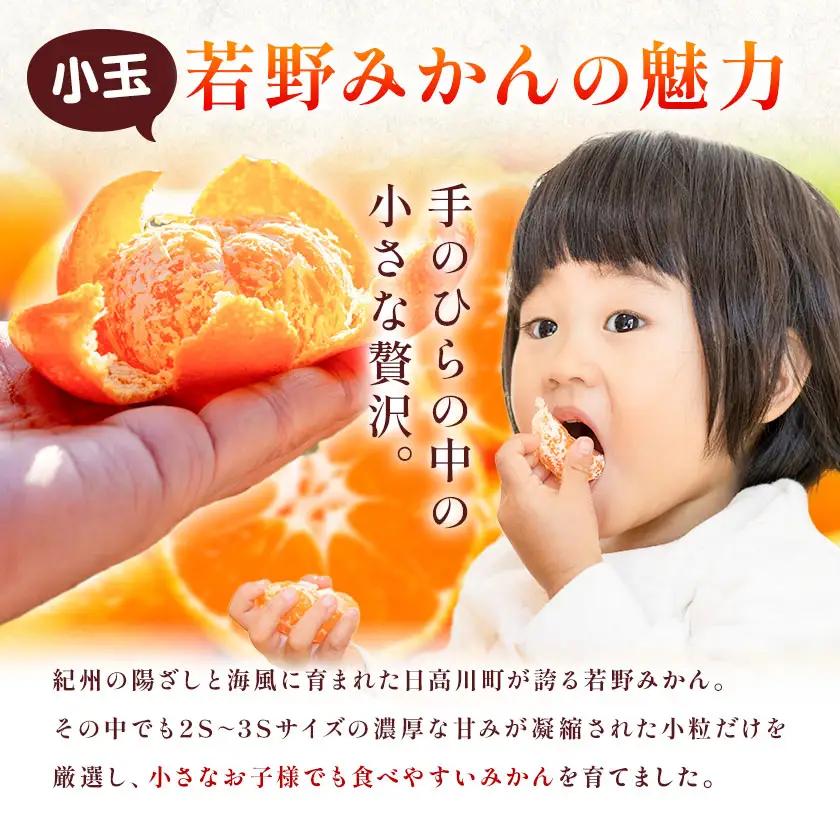 訳あり 小玉若野みかん (2S-3Sサイズ)  約5kg マルエイ農園 みかん