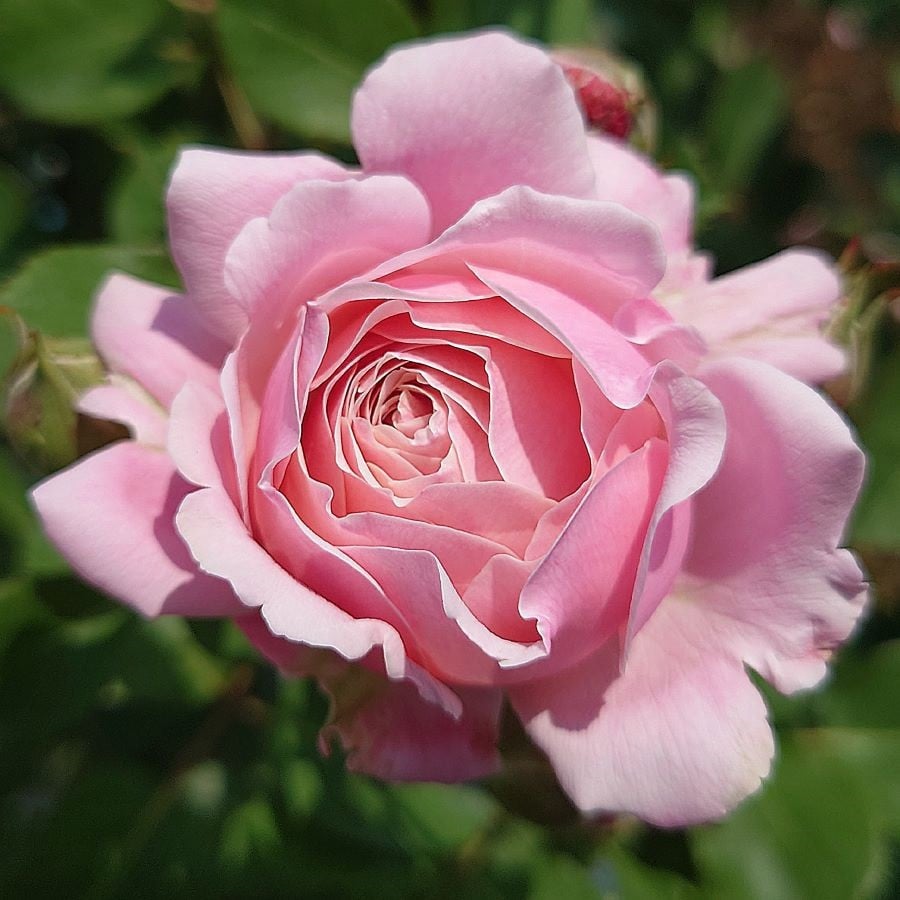 
            【Apple Roses】バラ苗『ストロベリー・スウィング』新苗育成苗6号ポット植え[№5221-0685]
          