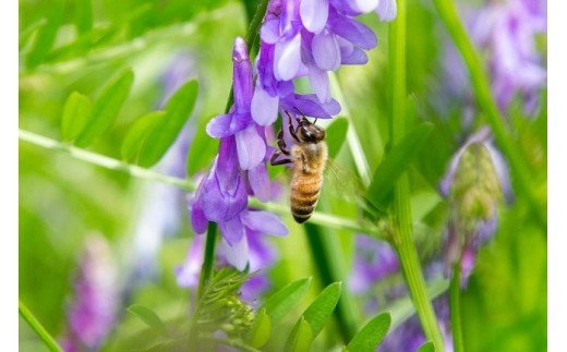 国産天然 非加熱はちみつ 230g 3本セット「春の百花」「6.18」「初夏の百花」 純粋はちみつ 生はちみつ