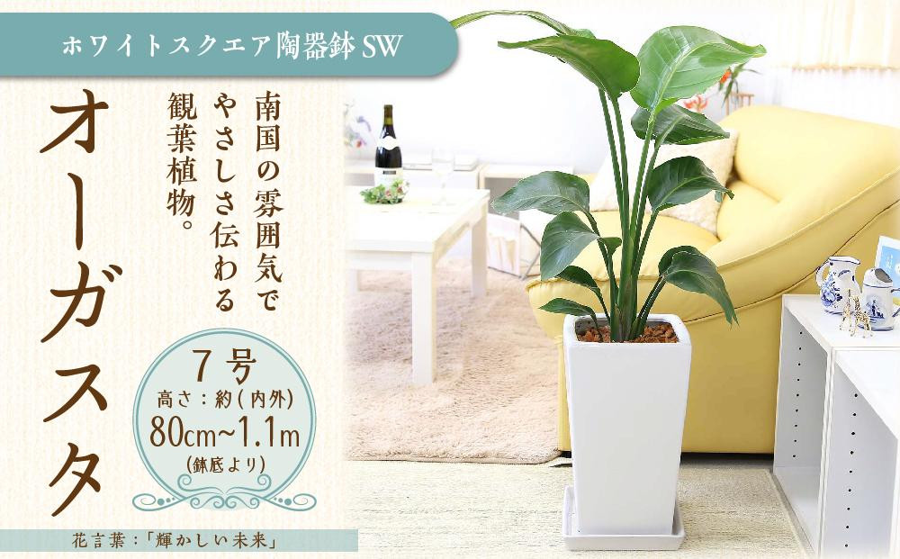 
【観葉植物】オーガスタ 7号 ホワイトスクエア陶器鉢SW 土の表面:ウッドチップ ｜観葉植物 インテリア 部屋 おしゃれ 福岡県筑前町 送料無料
