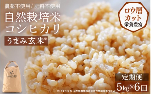 【先行予約】【令和8年産】定期便 ≪6ヶ月連続お届け≫ 伊与衛門農園の自然栽培米 コシヒカリ 自然栽培米コシヒカリ うまみ玄米 5kg×6回（計30kg）＜温度と湿度を常時管理し新鮮米を出荷！＞ 米 自然の力 高品質 鮮度抜群 ブランド米 福井県 あわら市産 スマート農業 ※2026年10月下旬より順次発送予定 [aw071-l002]