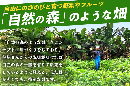 希少！こだわりの水を使い「森ような畑」で栽培する、特別なバナナ【 沖縄県石垣市 沖縄 石垣 石垣島 石垣島産 バナナ ばなな 農薬不使用 化学肥料不使用 離島のいいもの 沖縄いいもの石垣島 】OI-1