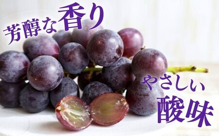 【2026年先行予約】 巨峰 2kg （茨城県共通返礼品・かすみがうら市産） ／ 巨峰 きょほう キョホウ 葡萄 ぶどう ブドウ フルーツ 果物 2kg