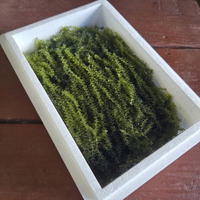 ふるさと納税 本部町 本部町の海ぶどう直売所直送!ビールや泡盛のお供にピッタリな海ぶどう1kg |  | 03