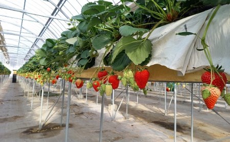 高級紅白セット 白いちご「Sweet milk berry」　赤いちご「紅ほっぺ」　白×2パック　赤×2パック