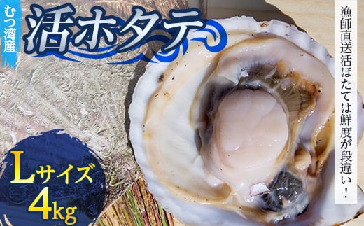 むつ湾で獲れた活ホタテ Lサイズ 約4.0kg【活ほたて本舗】 ホタテ ほたて 帆立 活ホタテ 生ほたて 生ホタテ 刺身 殻付き 海鮮 新鮮 貝 貝柱 魚介 青森 青森県 東北 むつ湾 陸奥湾 海鮮 BBQ バーベキュー キャンプ 4kg F21J-083