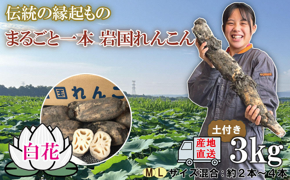 
由美屋特選！白花岩国れんこん3kg(土付き)【有限会社 由美屋】
