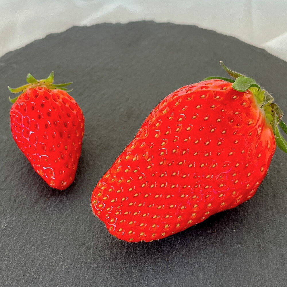 【ふるさと納税】【第2回全国いちご選手権にて全国トップ10入り】贈答用 プレミアム苺 美しの香 楊貴妃（章姫）＜選べる＞ 1粒入り×3箱 or 6粒入り×1箱 苺 いちご フルーツ 果物 デザート 岡山県 送料無料 【2026年1月上旬～2月下旬発送予定】