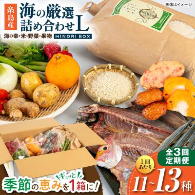 ふるさと納税 糸島市 全3回定期便 糸島産 魚 米 野菜 果物 厳選詰め合わせ MINORI BOX L [AOP028]