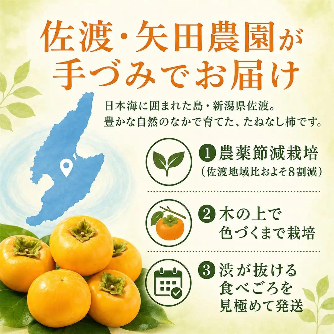 種なし柿 島のかき 3キロ | 新潟県 佐渡市 柿