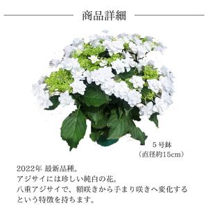 【先行予約】 母の日に！ アジサイ プロポーズフォーユー 2026年5月から順次発送 オンライン決済限定 花 花