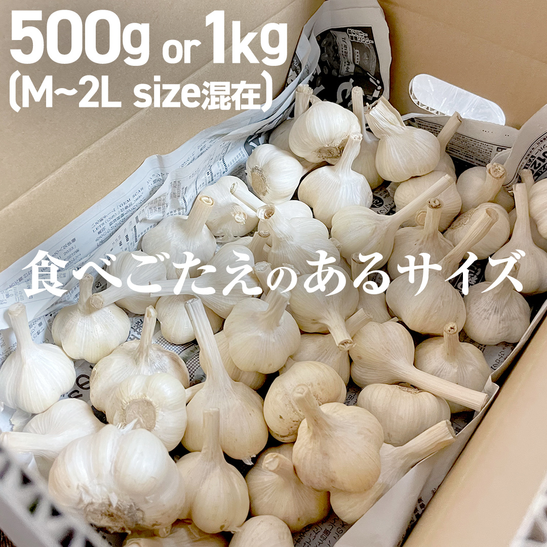 超芳醇 つくばみらいの土が育んだ 最上級ニンニク 500g つくばみらい市 ニンニク 新ニンニク 茨城県産 国産 無化学肥料 農薬不使用 化学肥料不使用 [FA01-NT]_イメージ5