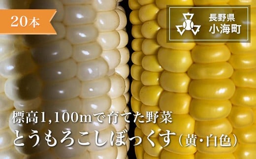 あとくら農園 トウモロコシぼっくす（白色黄色）20本セット| 野菜 新鮮 旬 トウモロコシ 【 2026年発送 先行予約 】